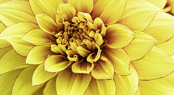Yellow Dahlia Detail